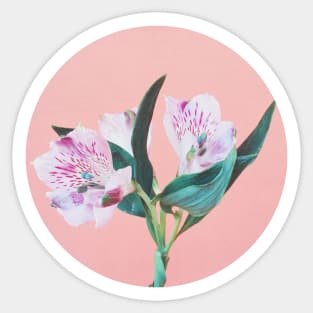 Peruvian Lily Sticker